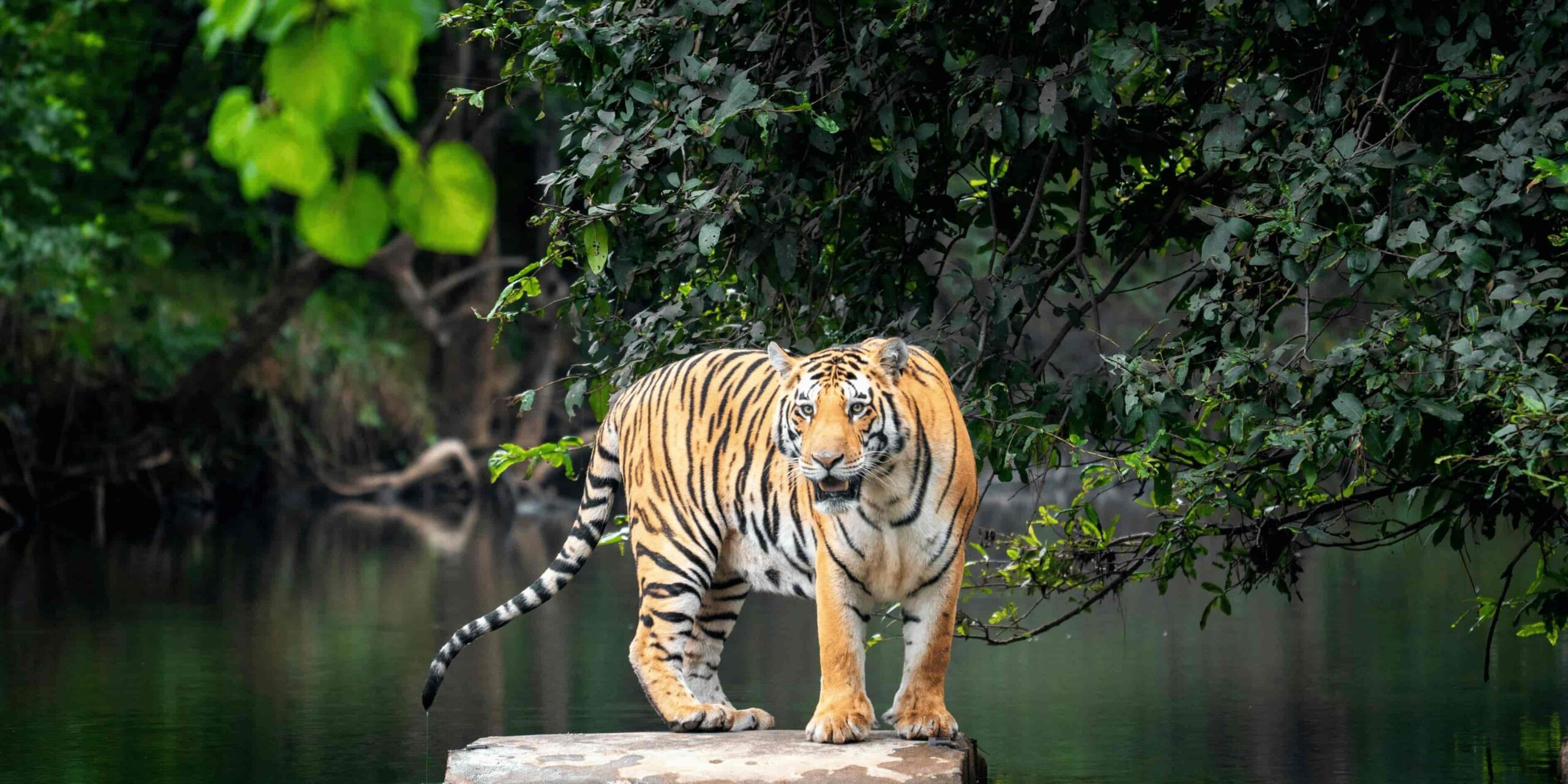 golden triangle tour package with ranthambore tiger safari