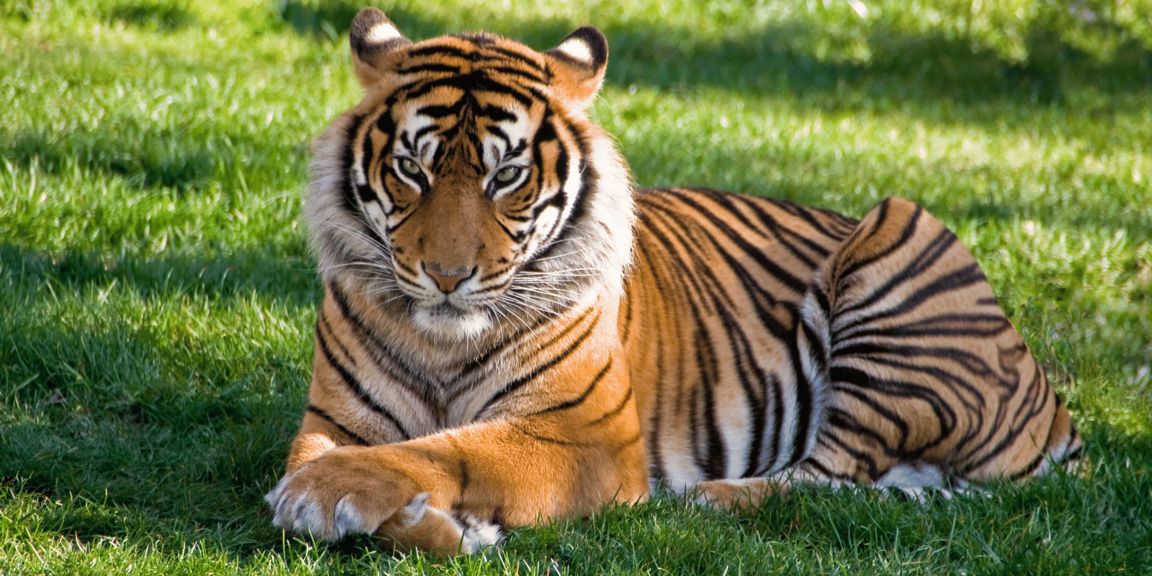 Wildlife Rajasthan – Ranthambore and Sariska Tour Package