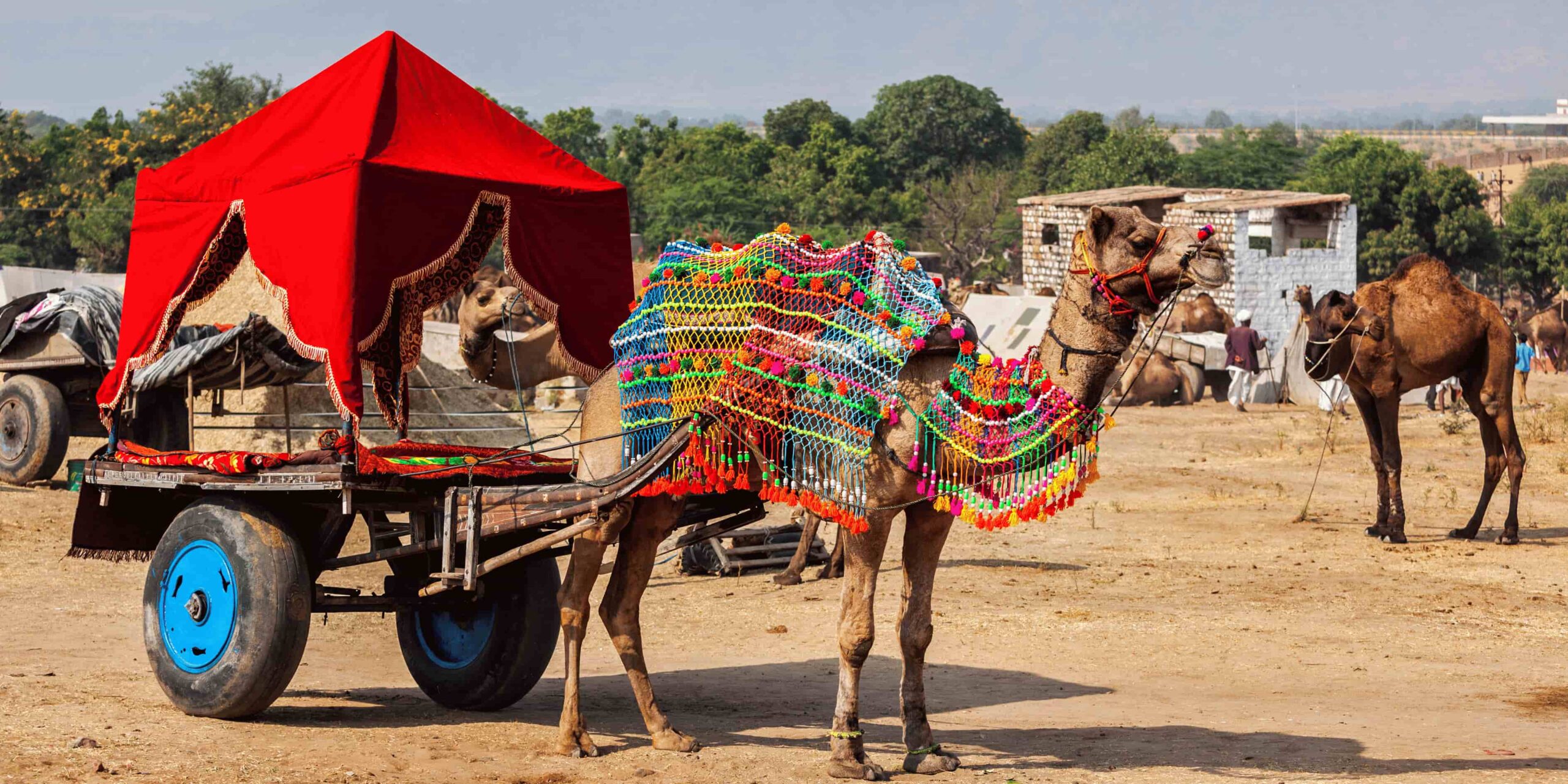 golden triangle tour package with pushkar camel safari