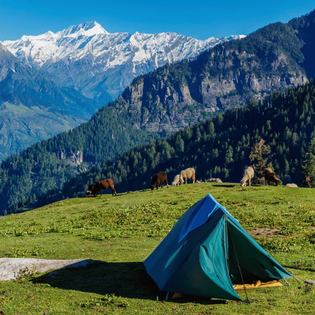 himachal tour packages private tour shimla manali expert local guide